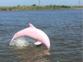 粉红的海豚八年后再现身，似乎有了小宝宝