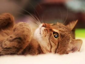 当猫咪呕吐拉稀不吃东西时，需要警惕猫瘟和猫传染性腹膜炎