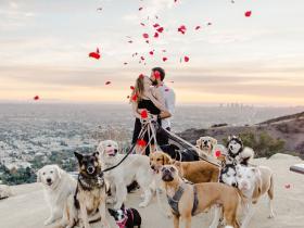 国外男子的创意：带着16只狗狗，向钟爱狗狗的女朋友求婚