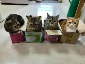 给猫们放了4个箱子，瞬间就整齐划一，太搞笑