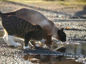 一只猫一天大概要喝多少水？