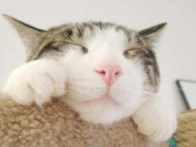 猫发情的表现有哪些?怎样判断猫是否发情了?