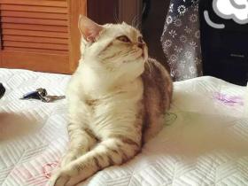 跟猫咪一起睡觉好不好呢?需要注意些什么嘛?