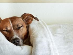 狗狗睡觉要不要盖东西保暖？