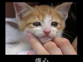 猫狗流泪到底是情感所致,还是眼疾导致?