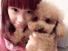 泰迪犬为什么爱舔人的脸,到底能不能舔?