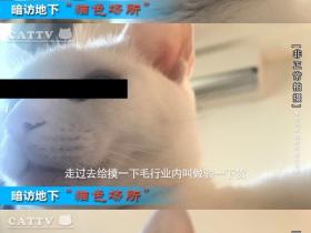 记者暗访“地下猫色”场所,背后产业内幕震惊网络!