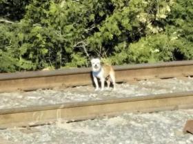 吉娃娃在铁路上发呆，网友下班经过感觉不对劲