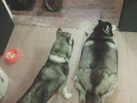 奶奶养了两只二哈,一只胖成猪另一只却瘦成杆,好偏心!