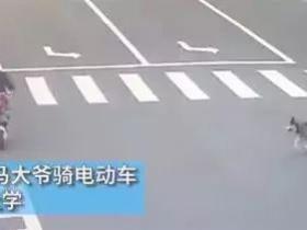 二哈一个自由奔跑,让主人赔了三万多!买哈的钱果然只是首付