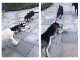 拉布拉多拉着阿拉斯加遛弯,大傻却躺地拉也不走