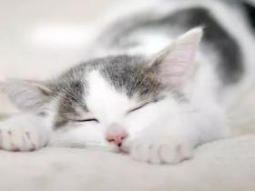靠睡觉一路爆红的猫主子,它的睡姿到底有啥魔力?