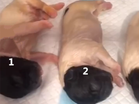 金毛妈妈生了一窝小崽,主人却喜忧参半,这是出生就套了丝袜?