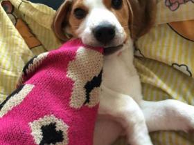 生气了都会怎么报复?心机似海的小主惹不起惹不起