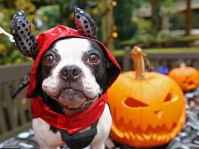 每年的万圣节前夜,国外网友就喜欢po出狗狗的万圣节装扮
