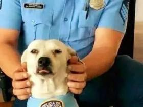 流浪狗闯进警察局，却被收编成警犬，逆袭成警界英雄