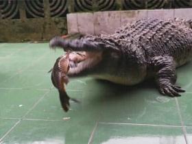宠物鳄鱼被男子当猪养，胖到200多斤，双下巴明显