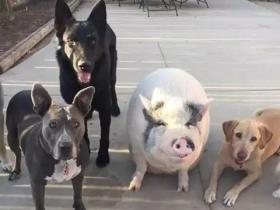 一只猪和5条狗的幸福生活，猪直接被带偏了