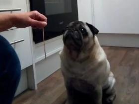 这只巴哥犬名叫Monty，那天它趁主人不注意偷吃了一串烤肉串