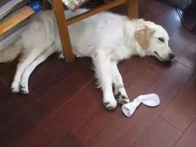 一条引人深思的话题:狗狗白天自己在家都吃了啥?