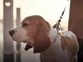 比格犬:“我生下来,就成为了人类做实验的动物!”