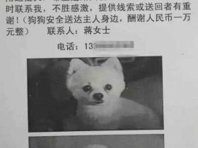 佛系寻狗启事,主人一个比一个牛,这些狗子能找回也是奇迹