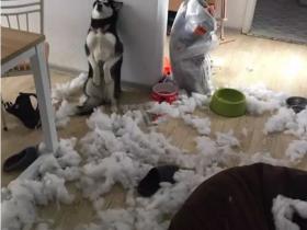 养一条狗,一年内的花费,铲屎官们算过吗?