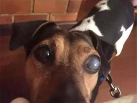 患上了青光眼的狗狗,用自己的方法来确认主人在不在身边