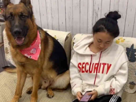 当德国牧羊犬温柔起来的时候,也可以堪比“暖男”