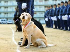 日本一条狗狗考警犬失败了6次,它去世后,粉丝建了一座铜像