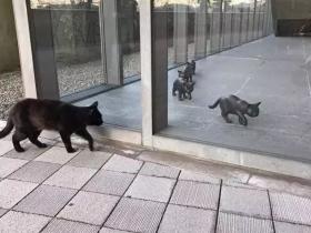 日本这只猫火了,每天硬闯美术馆!