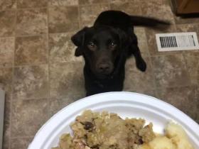 铲屎官为狗子精心准备一顿美味大餐,它激动得太过了!