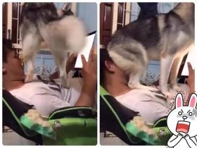 狗子为啥喜欢一屁股坐猫身上?这个解释有点霸气
