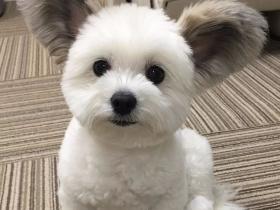 不同品种狗狗生的混血狗狗,有没有惊艳到你?