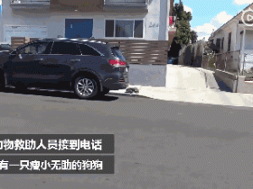 街头流浪的脏狗狗,被人救了以后,变身成“漂亮”的狗子