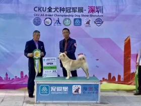 中国唐狗已经被犬协会所认可！它们值得被保护！