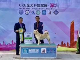 中国唐狗已经被犬协会所认可!它们值得被保护!