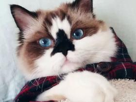 这只叫做Albert的短腿猫咪,在instagram有着45万粉丝