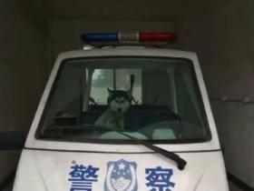 二哈在派出所白吃白喝,主人没找到不说,这货还老想偷警车
