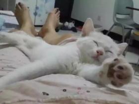 猫咪绝育手术后该怎么护理呢?铲屎官需要学习的技能