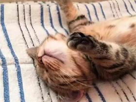 铲屎官发猫咪睡姿照,意外获得千万粉丝喜爱