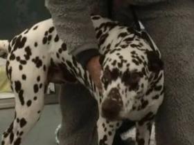 斑点狗不喜欢陌生人碰它,兽医穿上了它最喜欢的睡衣