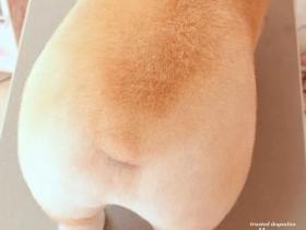 总有一些人喜欢柯基犬的屁股,这些柯屁的照片你看一下?