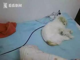失联了8年的狗狗,与主人意外地重逢,这就是缘分!