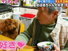 日本一只名叫Riku的泰迪狗狗,总是喜欢偷戴奶奶的假牙