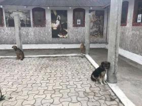罗马尼亚一个教堂里,栓了18条骨瘦如柴的狗,被志愿者救出