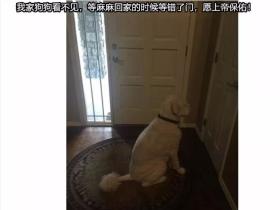 被遗弃在超市门口的狗狗,苦守主人半年