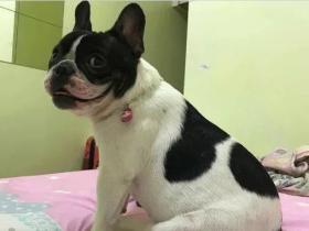 遛狗时斗牛犬被公园的雕像吸引住了,它们还挺像的