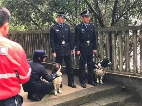 搜救犬救灾时身中剧毒,但它仍坚持完成了最后一次救援