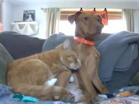 狗狗与猫咪相依相伴,后来,狗狗去世了